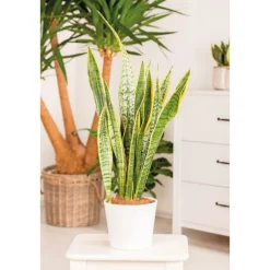 Plantiflor Bogenhanf Laurentii Zeylanica T12