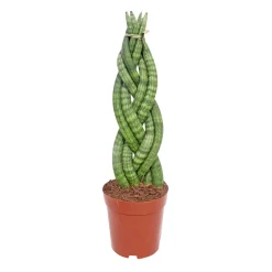 PlantiflorBogenhanf Topf Durchmesser 12 cm
