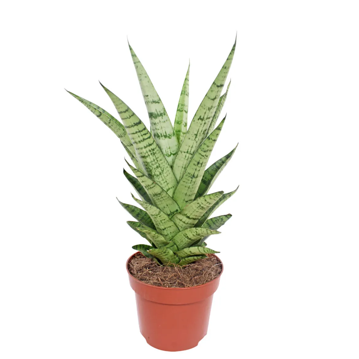 PlantiflorBogenhanf Topf Durchmesser 12 cm