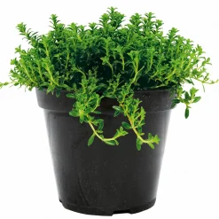PlantiflorBohnenkraut Topf 12 cm