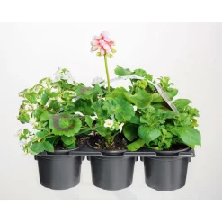 PlantiflorBunter Balkonkasten Tradition 6er-Pack
