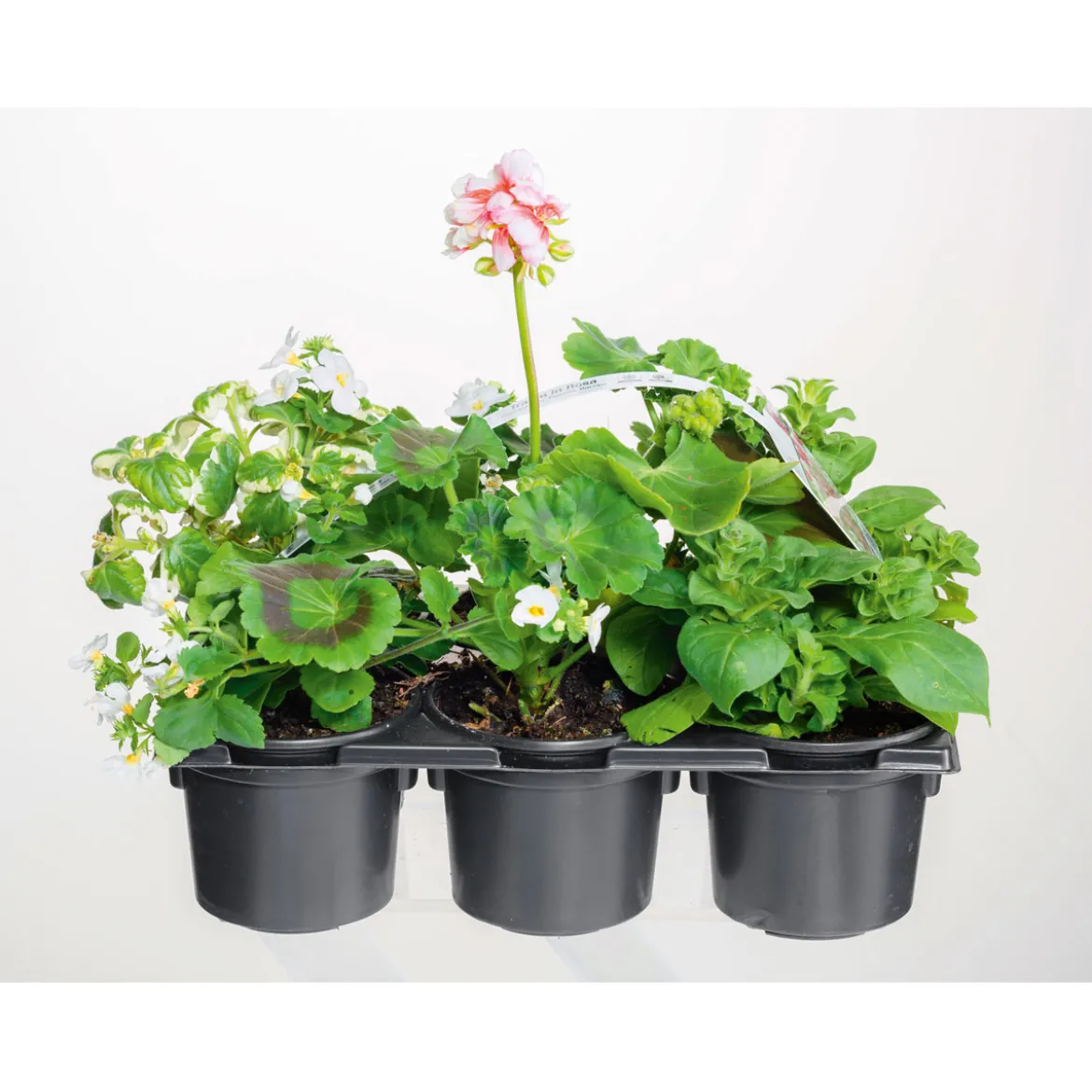 PlantiflorBunter Balkonkasten Tradition 6er-Pack