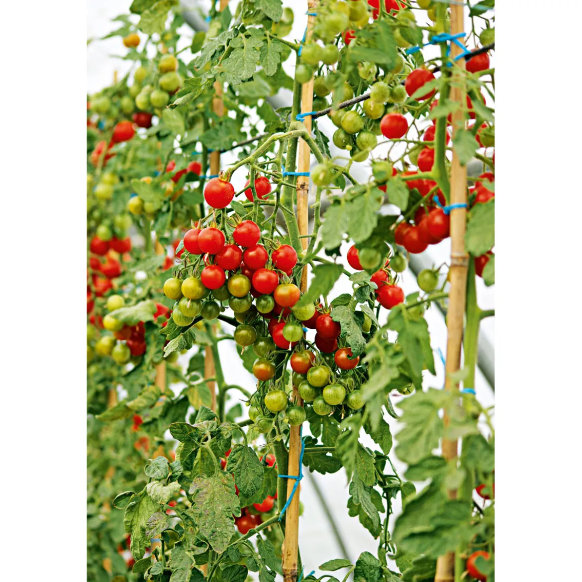 PlantiflorCherrytomate plastikfrei Topf Durchmesser 12 cm