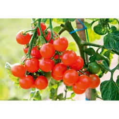PlantiflorCherrytomate plastikfrei Topf Durchmesser 12 cm