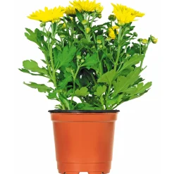 PlantiflorChrysantheme Eintrieber Topf Durchmesser 10,5 cm