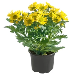 PlantiflorChrysantheme Eintrieber Topf Durchmesser 10,5 cm