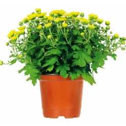 PlantiflorChrysanthemenbüsche Mix Topf Durchmesser 13 cm