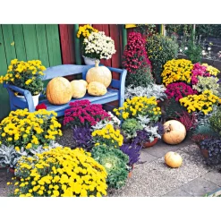 PlantiflorChrysanthemenbüsche Mix Topf Durchmesser 13 cm
