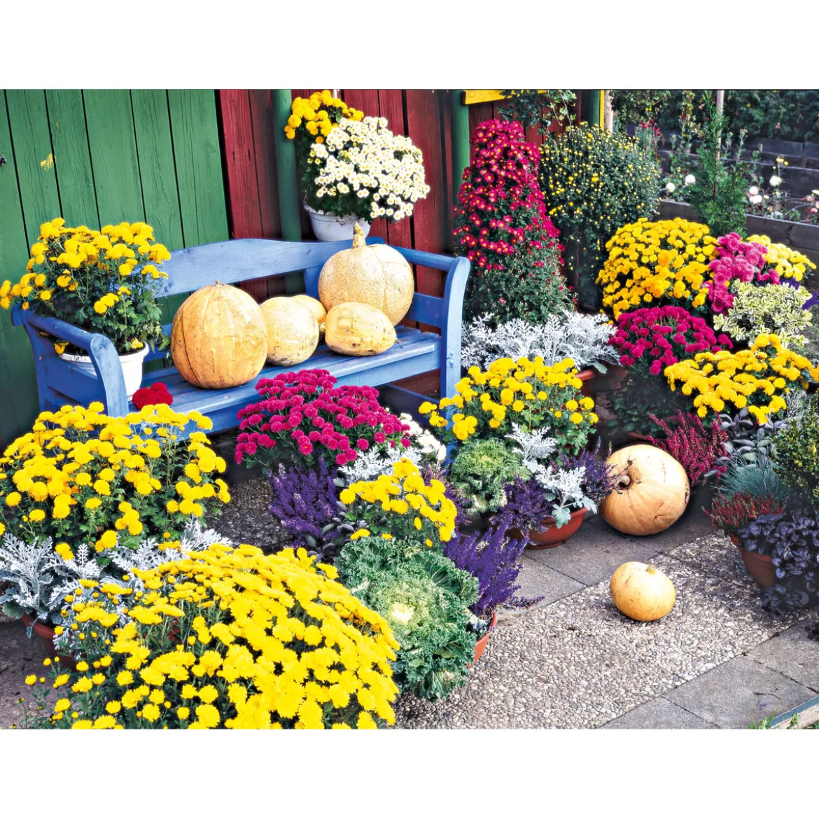 PlantiflorChrysanthemenbüsche Mix Topf Durchmesser 13 cm
