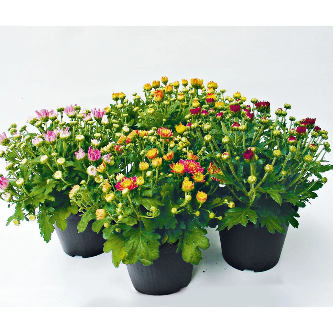 PlantiflorChrysanthemenbüsche Mix Topf Durchmesser 13 cm