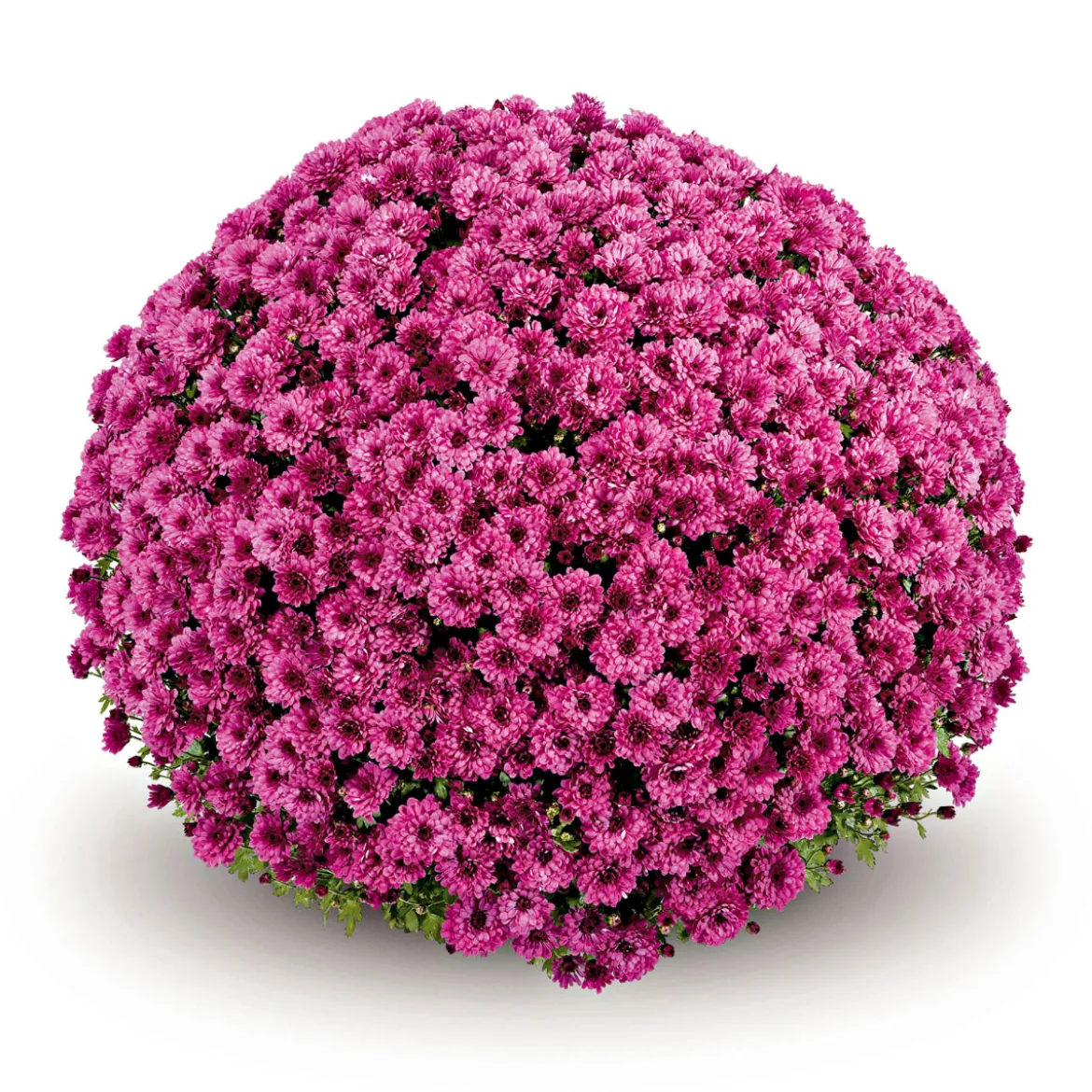 PlantiflorChrysanthemen-Busch Topf Durchmesser 19 cm