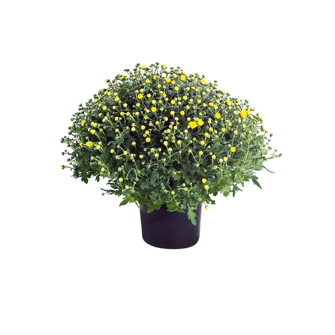 PlantiflorChrysanthemen-Busch Topf Durchmesser 19 cm