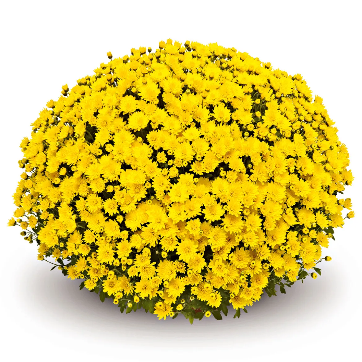 PlantiflorChrysanthemen-Busch Topf Durchmesser 19 cm