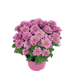 PlantiflorChrysantheme Swifty Topf- Durchmesser 10,5 cm