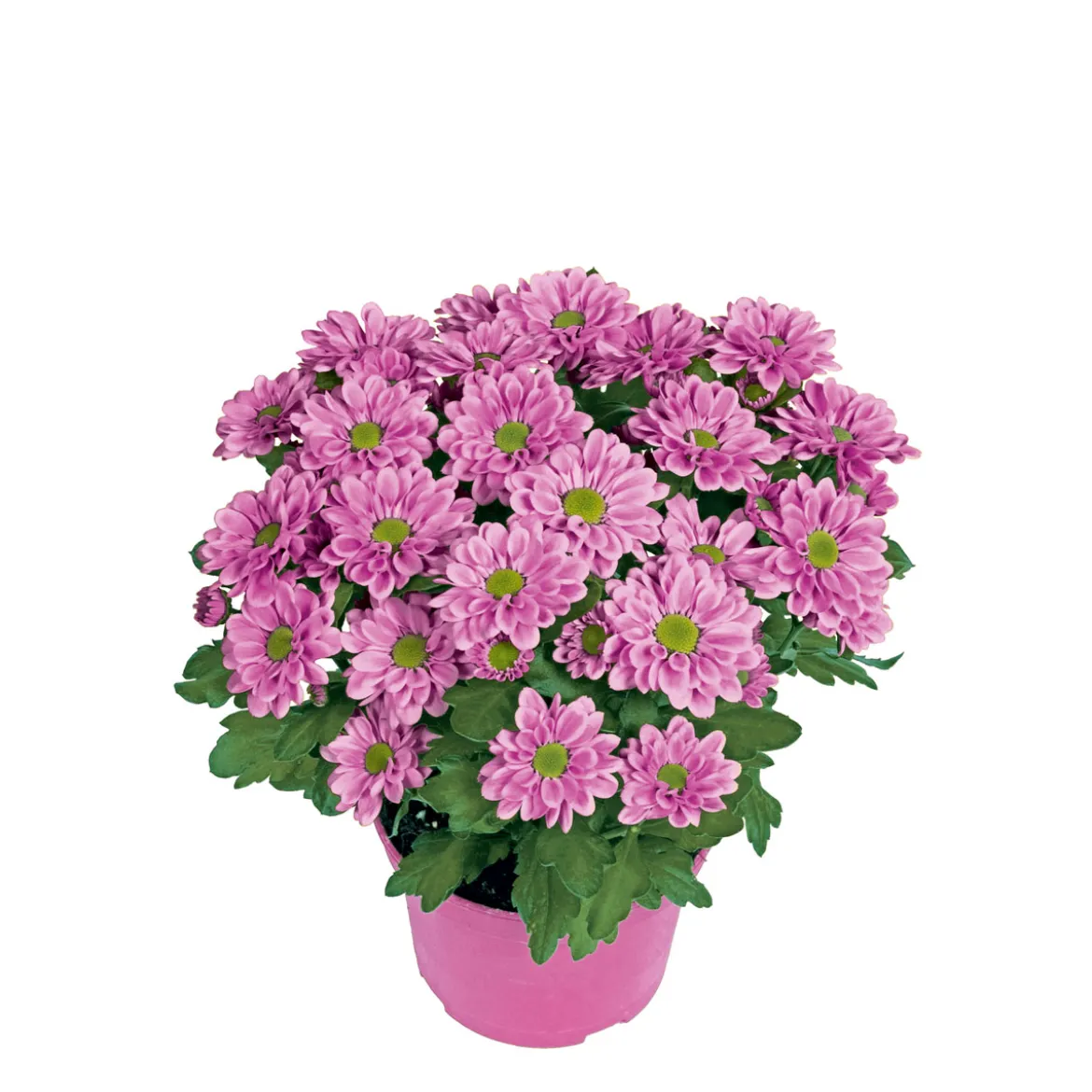 PlantiflorChrysantheme Swifty Topf- Durchmesser 10,5 cm