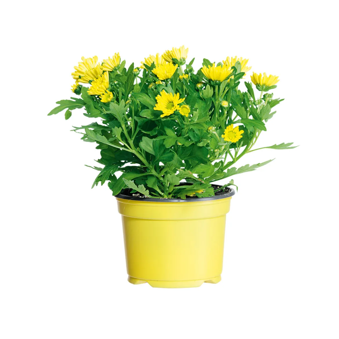 PlantiflorChrysantheme Swifty Topf- Durchmesser 10,5 cm