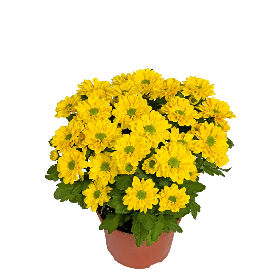PlantiflorChrysantheme Swifty Topf- Durchmesser 10,5 cm