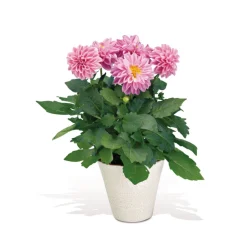 PlantiflorDahlien verschiedene Farben T 10,5