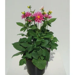 PlantiflorDahlien verschiedene Farben T 10,5