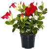 PlantiflorDipladenie Busch T10,5 verschiedene Farben