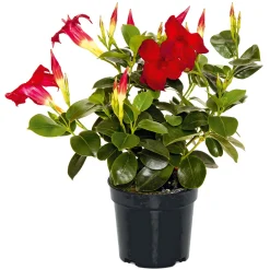 PlantiflorDipladenie Busch T10,5 verschiedene Farben