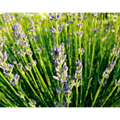 PlantiflorEchter Lavendel Topf- Durchmesser 11 cm