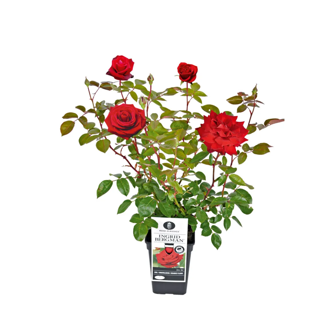 PlantiflorEdel-Duftrose rot Topf 23 cm