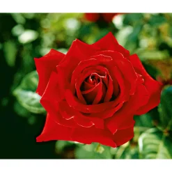 PlantiflorEdel-Duftrose rot Topf 23 cm