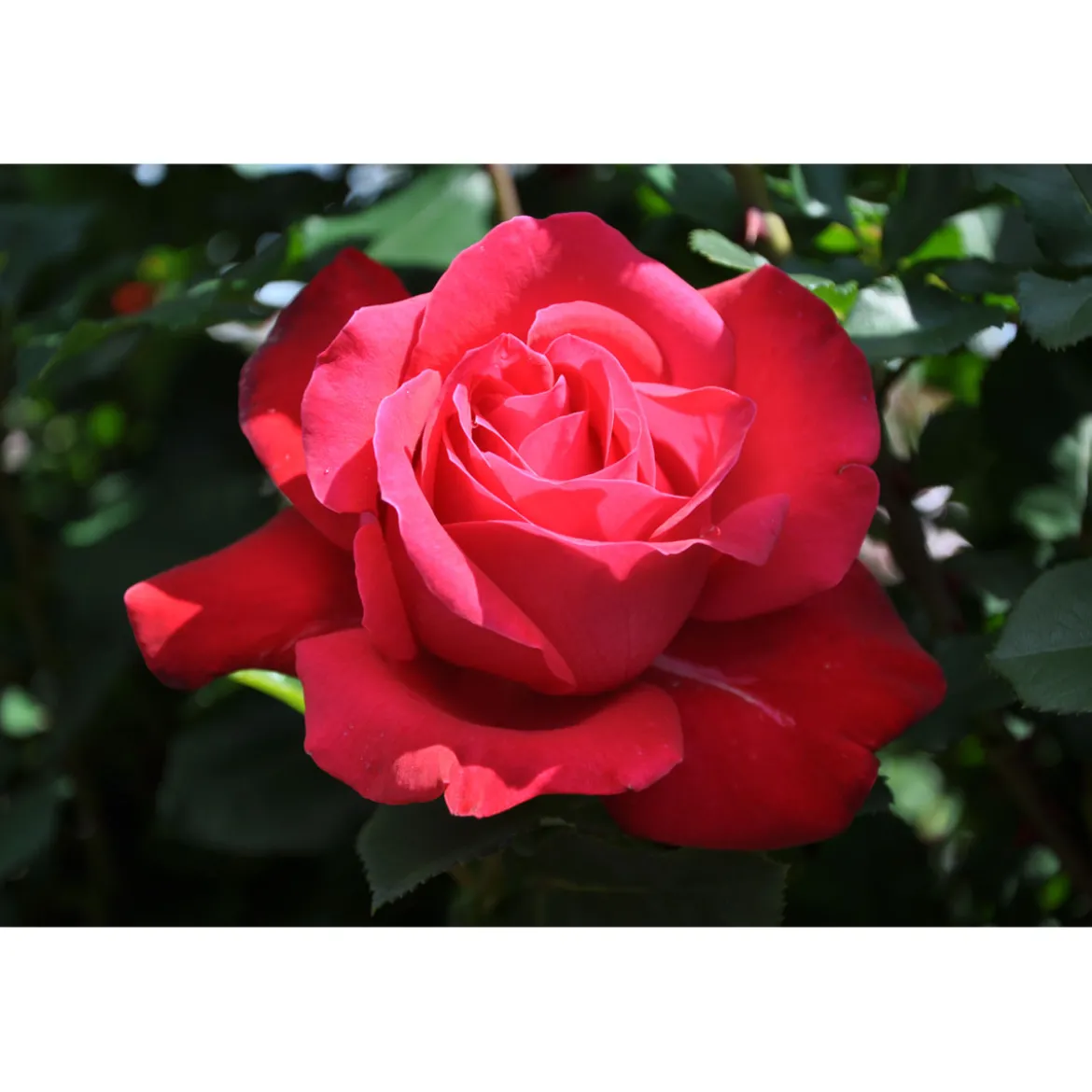 PlantiflorEdel-Duftrose rot Topf 23 cm