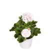 PlantiflorEdelgeranie Topf- Durchmesser 12 cm
