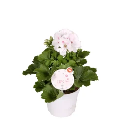 PlantiflorEdelgeranie Topf- Durchmesser 12 cm
