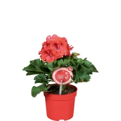 PlantiflorEdelgeranie Topf- Durchmesser 12 cm