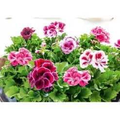 PlantiflorEdelgeranie Topf- Durchmesser 12 cm