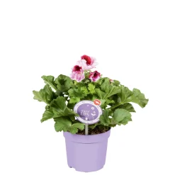 PlantiflorEdelgeranie Topf- Durchmesser 12 cm