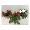 PlantiflorEdellieschen T12 versch Farben
