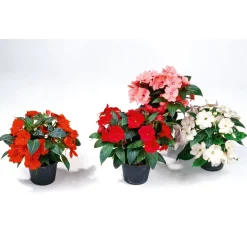 PlantiflorEdellieschen T12 versch Farben