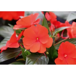 PlantiflorEdellieschen T12 versch Farben