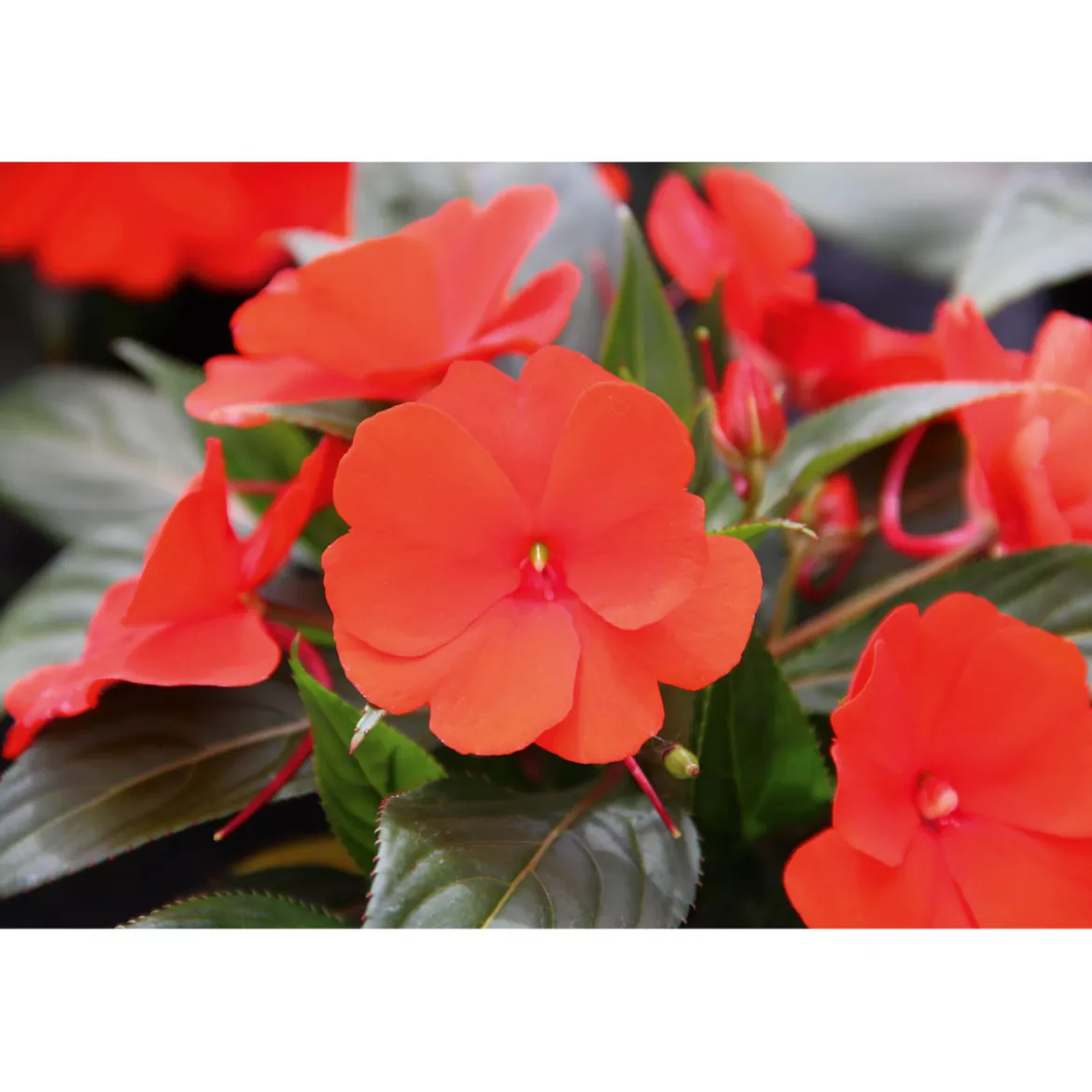 PlantiflorEdellieschen T12 versch Farben