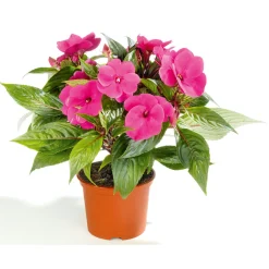 PlantiflorEdellieschen T12 versch Farben