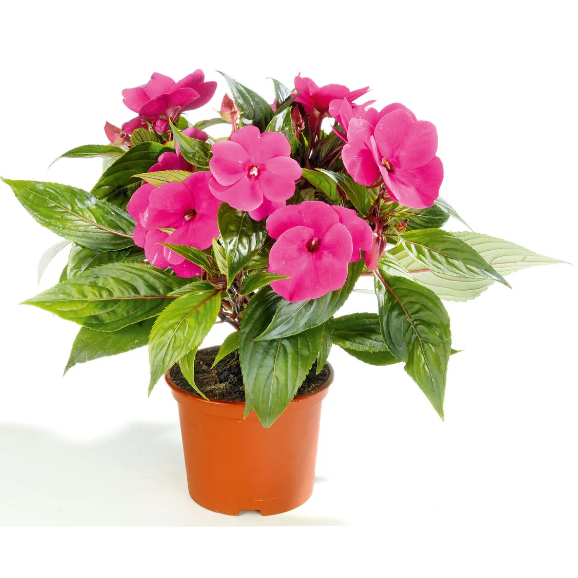 PlantiflorEdellieschen T12 versch Farben