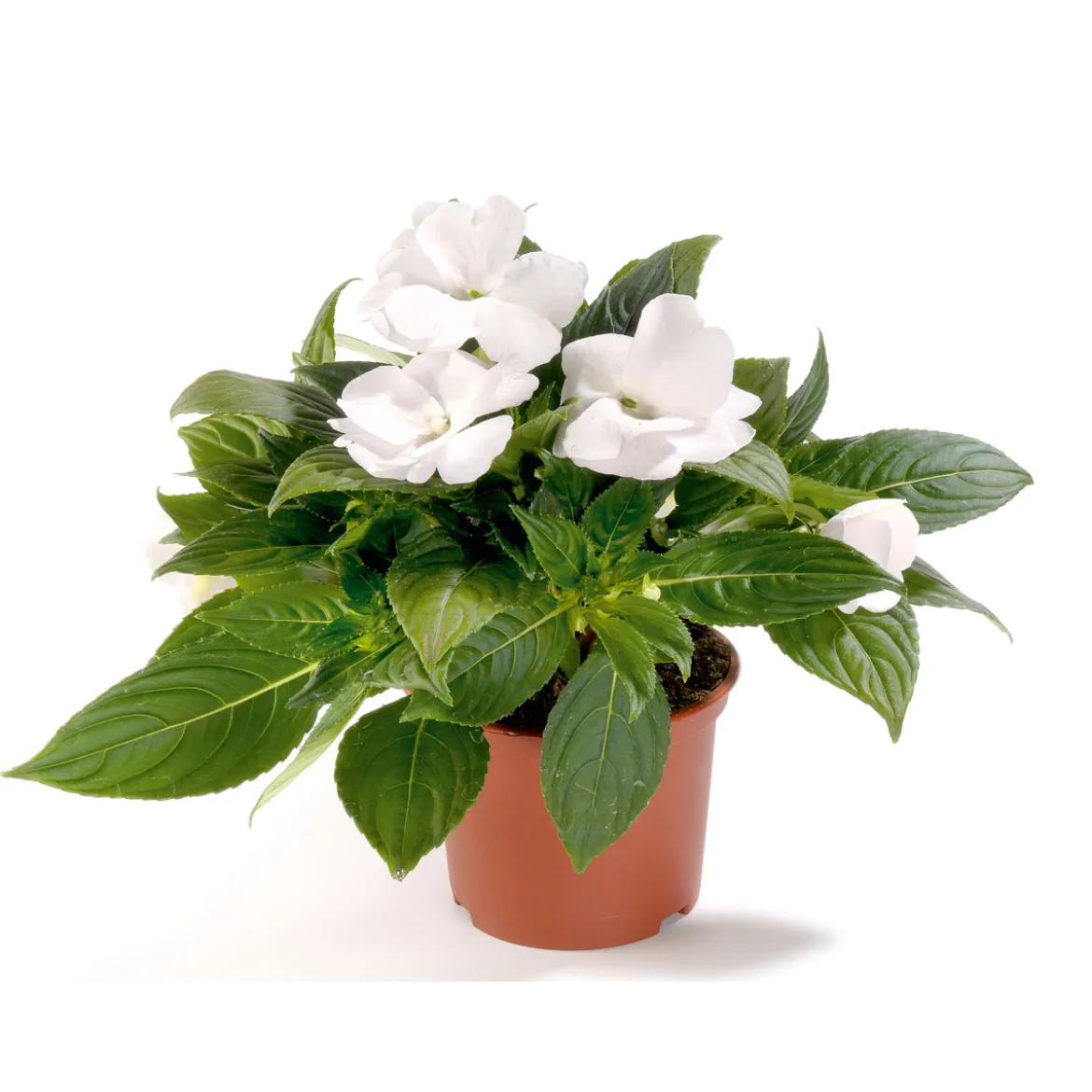 PlantiflorEdellieschen T12 versch Farben