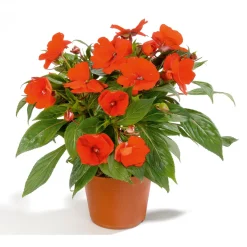 PlantiflorEdellieschen T12 versch Farben