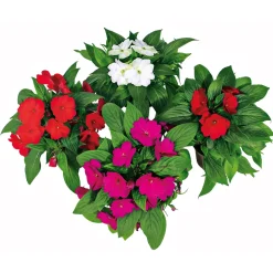 PlantiflorEdellieschen T12 versch Farben