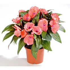PlantiflorEdellieschen T12 versch Farben