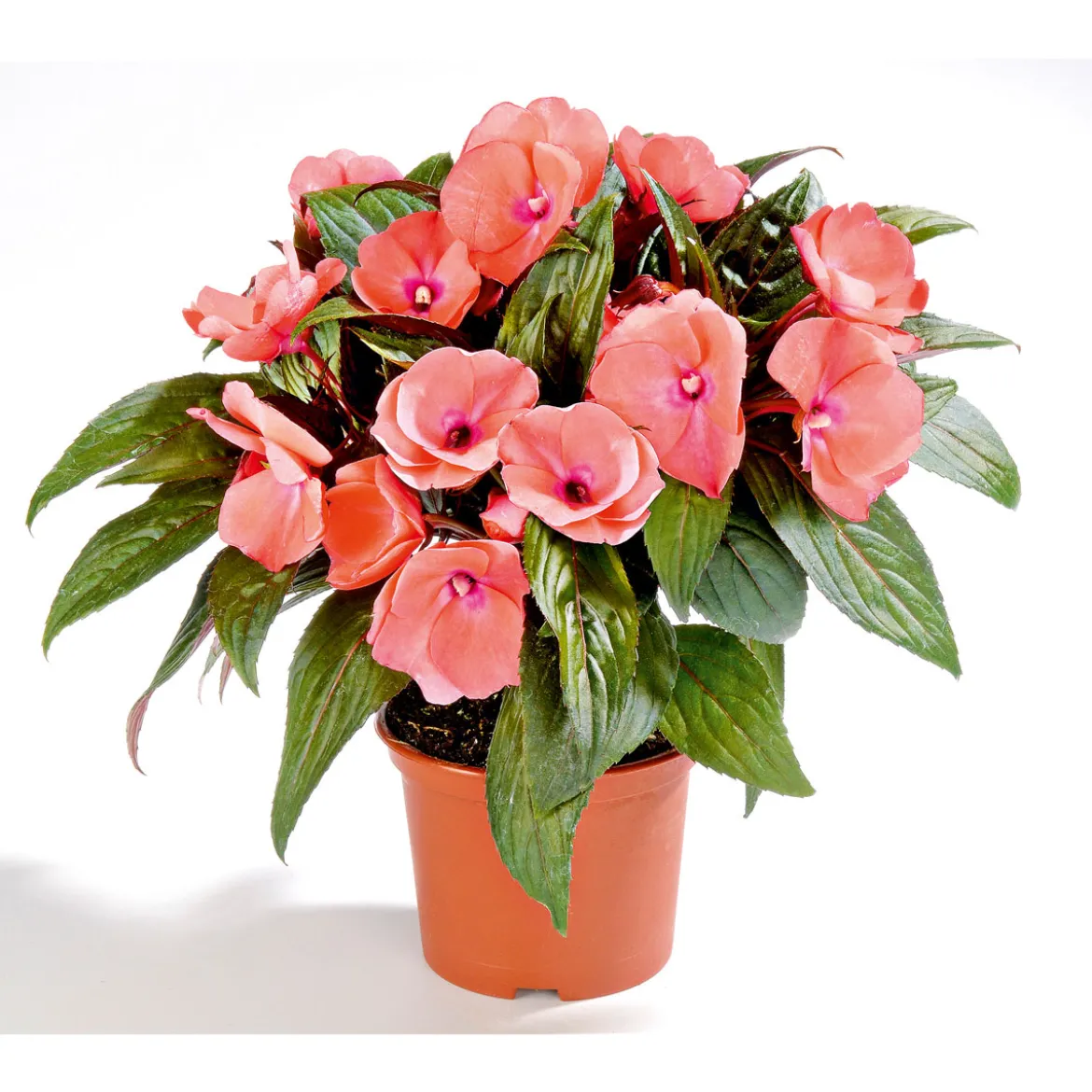 PlantiflorEdellieschen T12 versch Farben