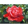 PlantiflorEdelrose rot Topf- Durchmesser 19 cm