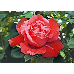 PlantiflorEdelrose rot Topf- Durchmesser 19 cm