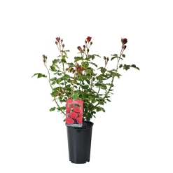PlantiflorEdelrose rot Topf- Durchmesser 19 cm