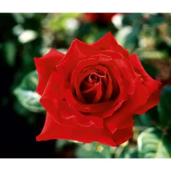 PlantiflorEdelrose rot Topf- Durchmesser 19 cm