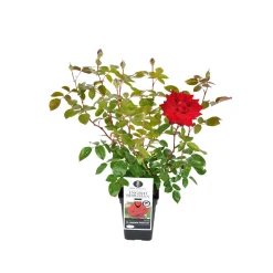 PlantiflorEdelrose rot Topf- Durchmesser 19 cm